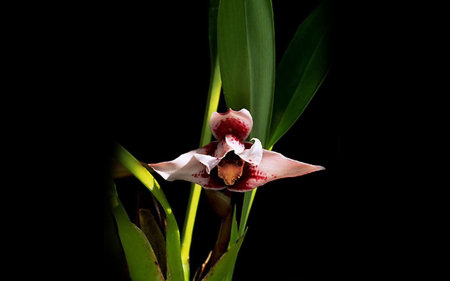 360资源组稀有兰花高清宽屏壁纸1440x90045p