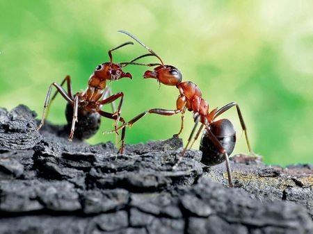 蚂蚁原来是搞农业种植的老手