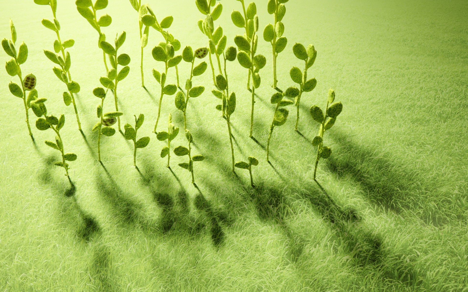 初夏里的那抹浅绿