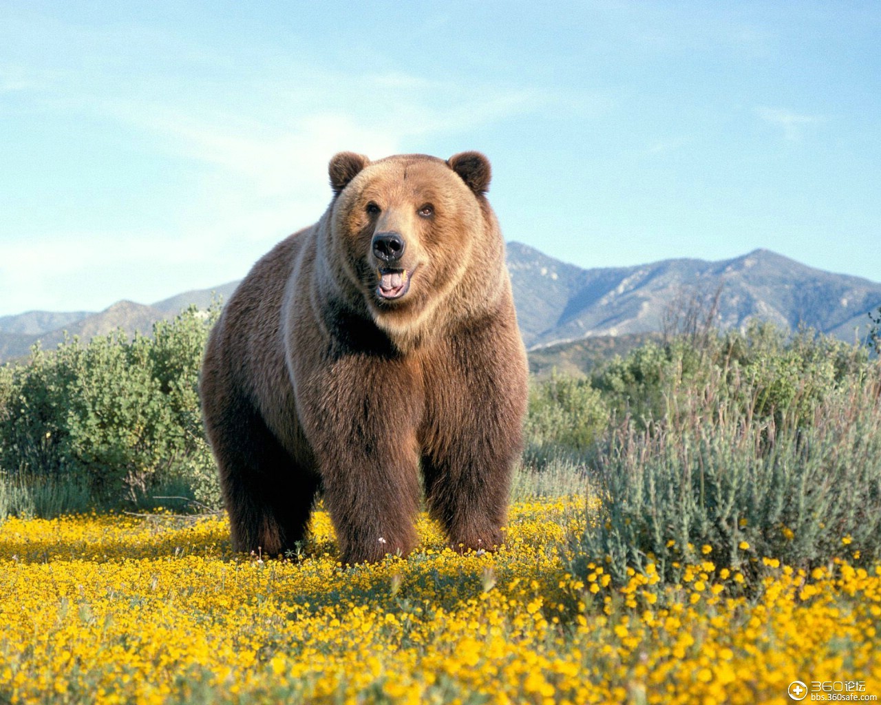巨大的熊