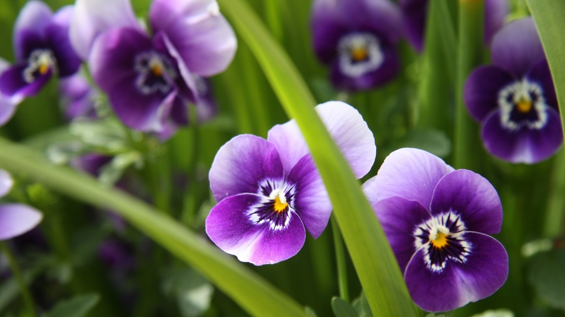 360资源组紫色花海高清壁纸1920x120034p