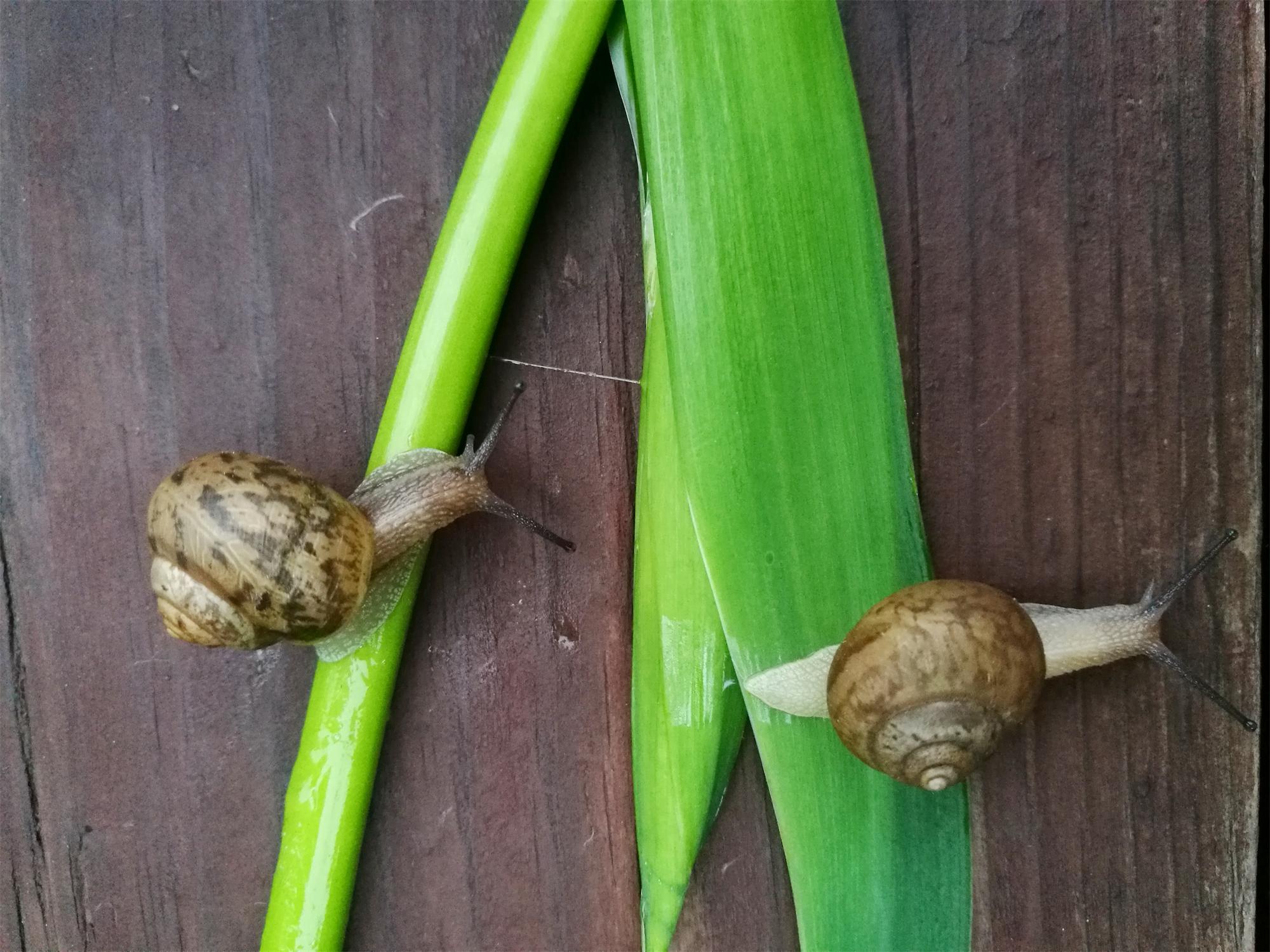 【原创】两只蜗牛的爱情