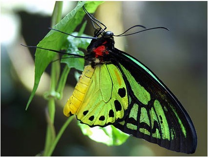 难得一见的巨大动物——亚历山大鸟翼凤蝶