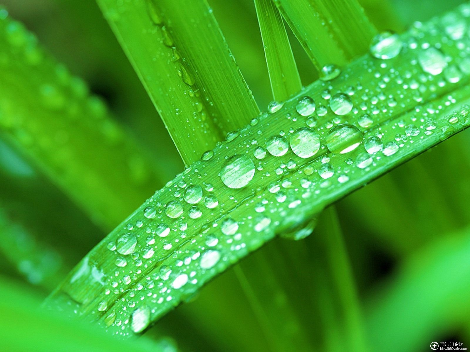 360资源组自然的绿自然的美