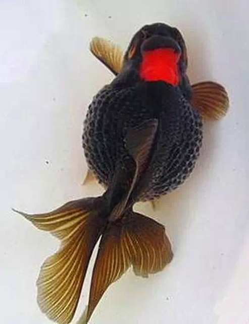 117 红顶黑珍珠.jpg