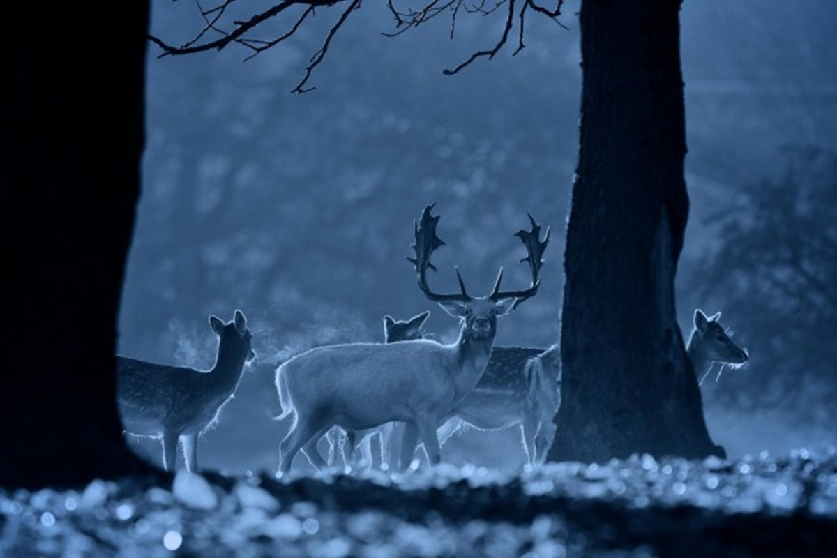 360资源组迷鹿森林高清壁纸1200x80034p