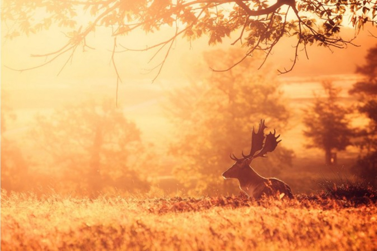 360资源组迷鹿森林高清壁纸1200x80034p