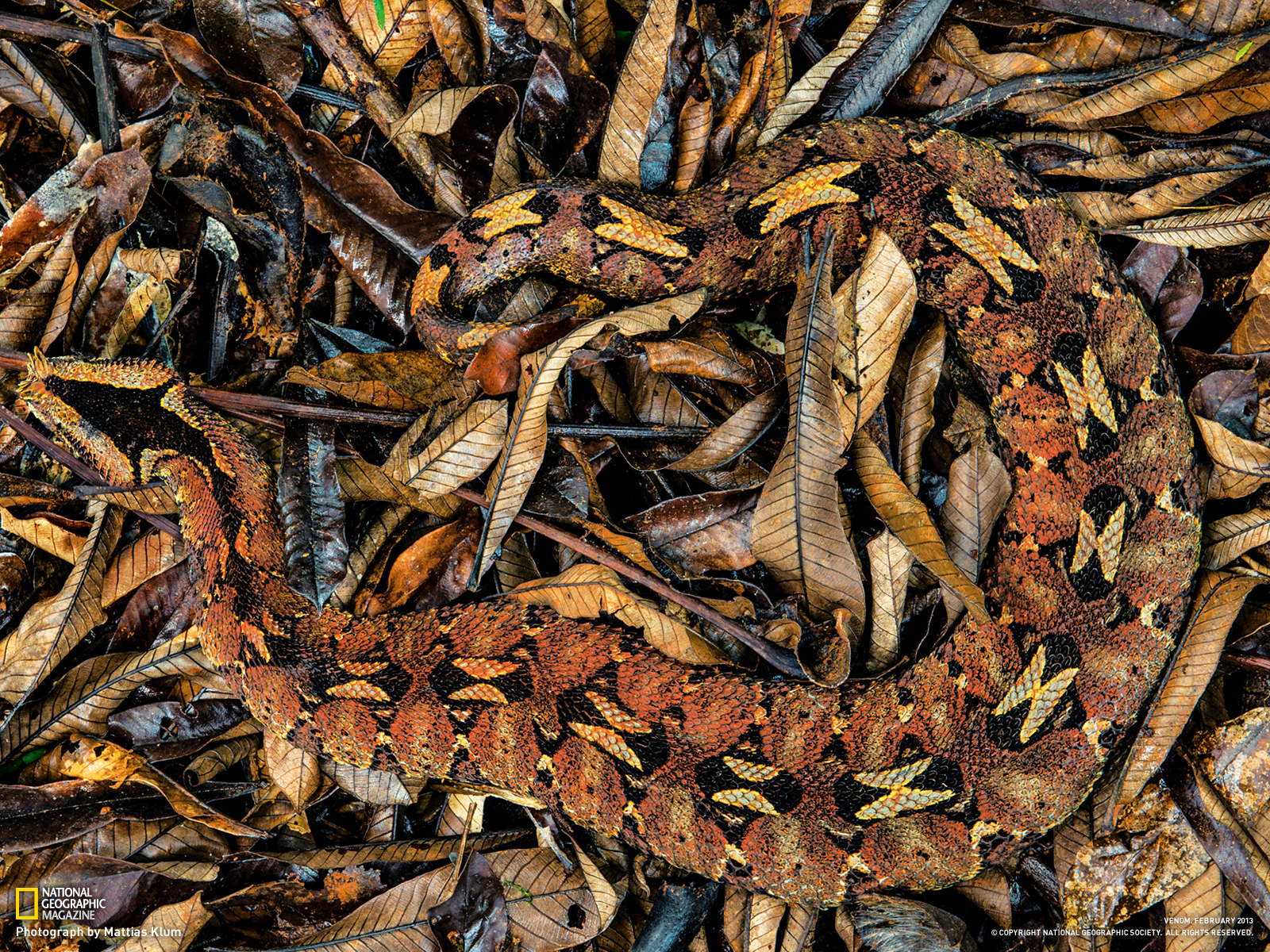 犀咝蝰能出其不意地攻击猎物,并用致命的毒液杀死对手.