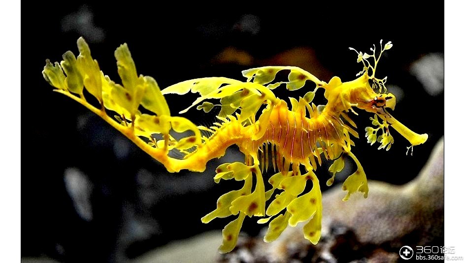 八卦最奇特的动物叶海马