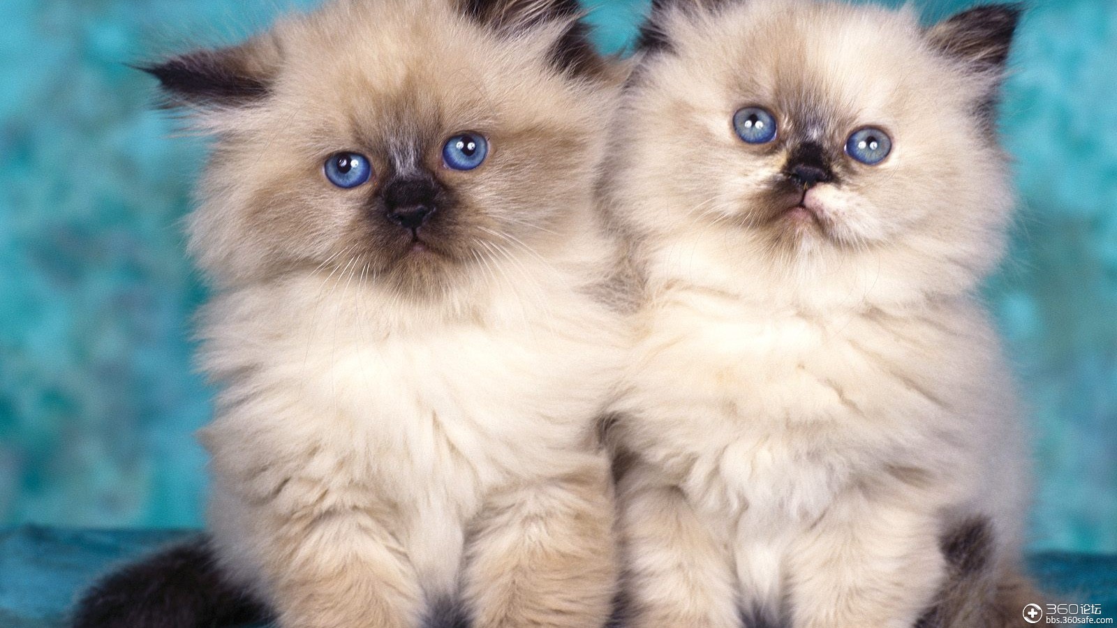 可爱萌宠电脑桌面壁纸