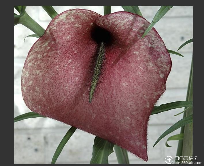 全球十种散发恶臭的古怪植物3