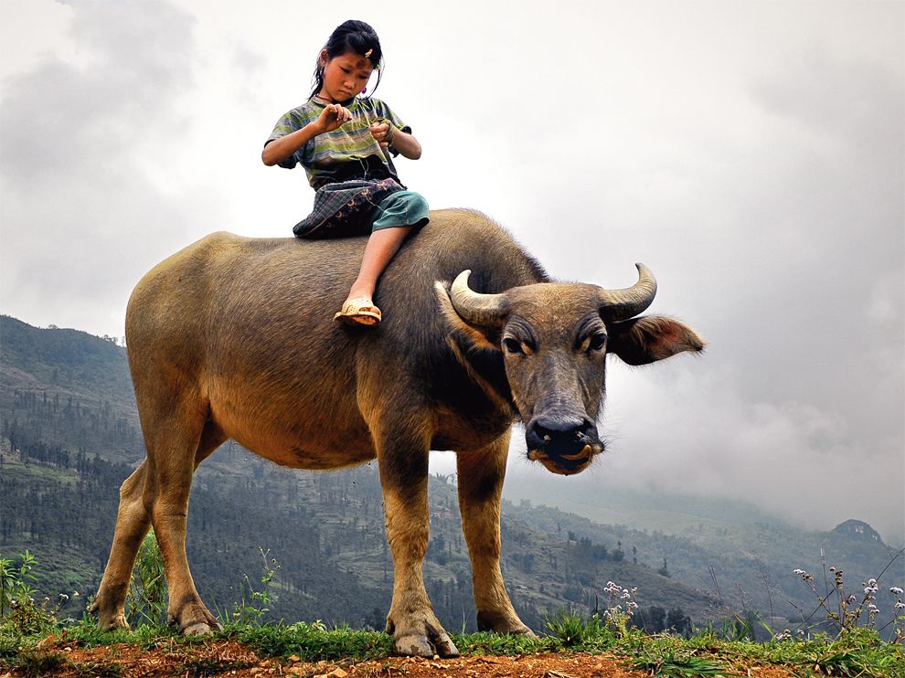 牧童骑在牛背上的图片图片