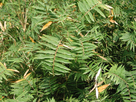 粉丝杂谈【别名】蛇倒退,犁头刺,河白草,蚂蚱簕,急解素,老虎脷,猫爪刺