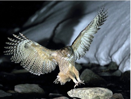 难得一见的巨大动物毛腿渔 