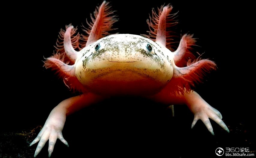 八卦最奇特动物墨西哥蝾螈
