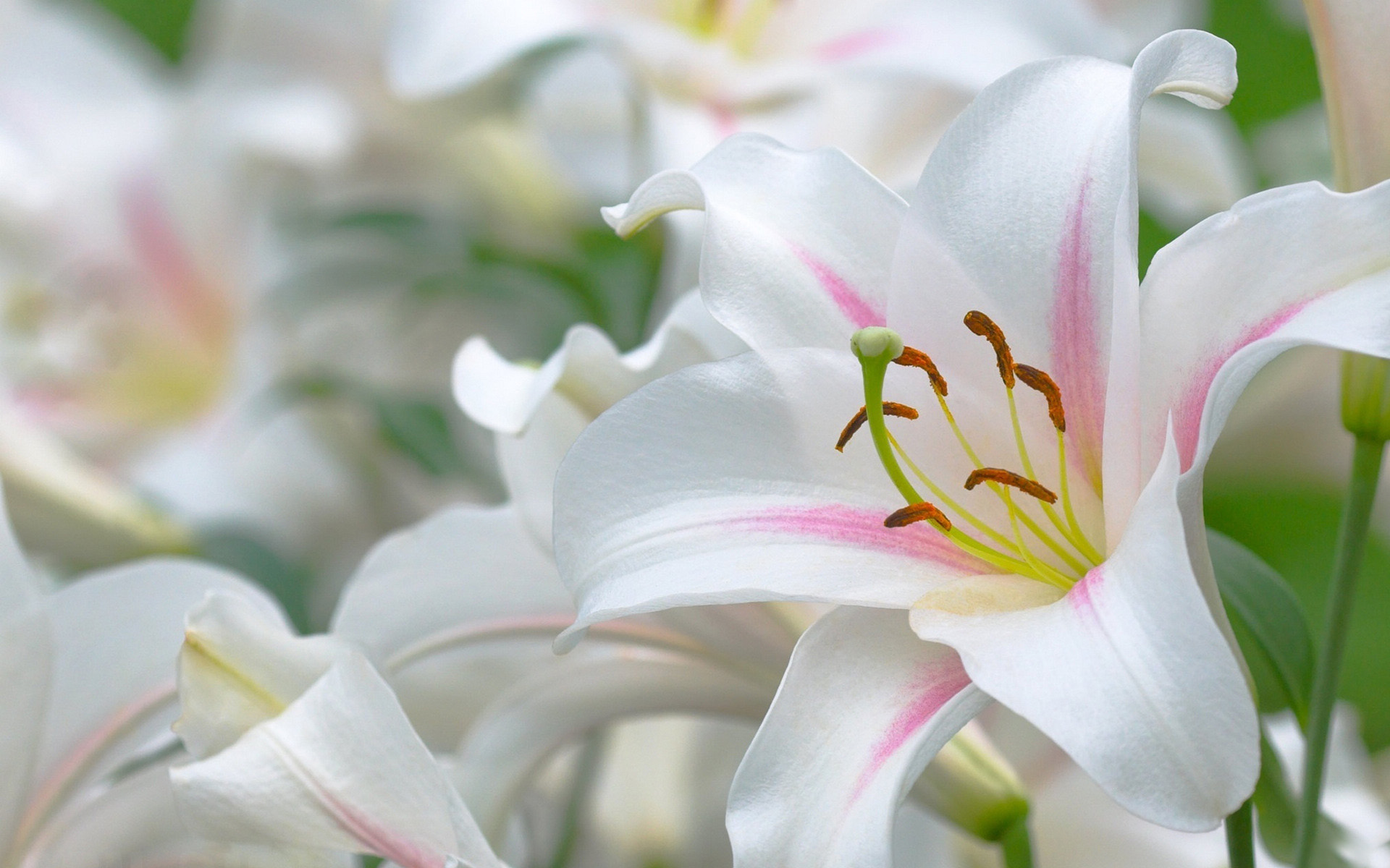 360资源组百合高清壁纸汇集1920x120030p