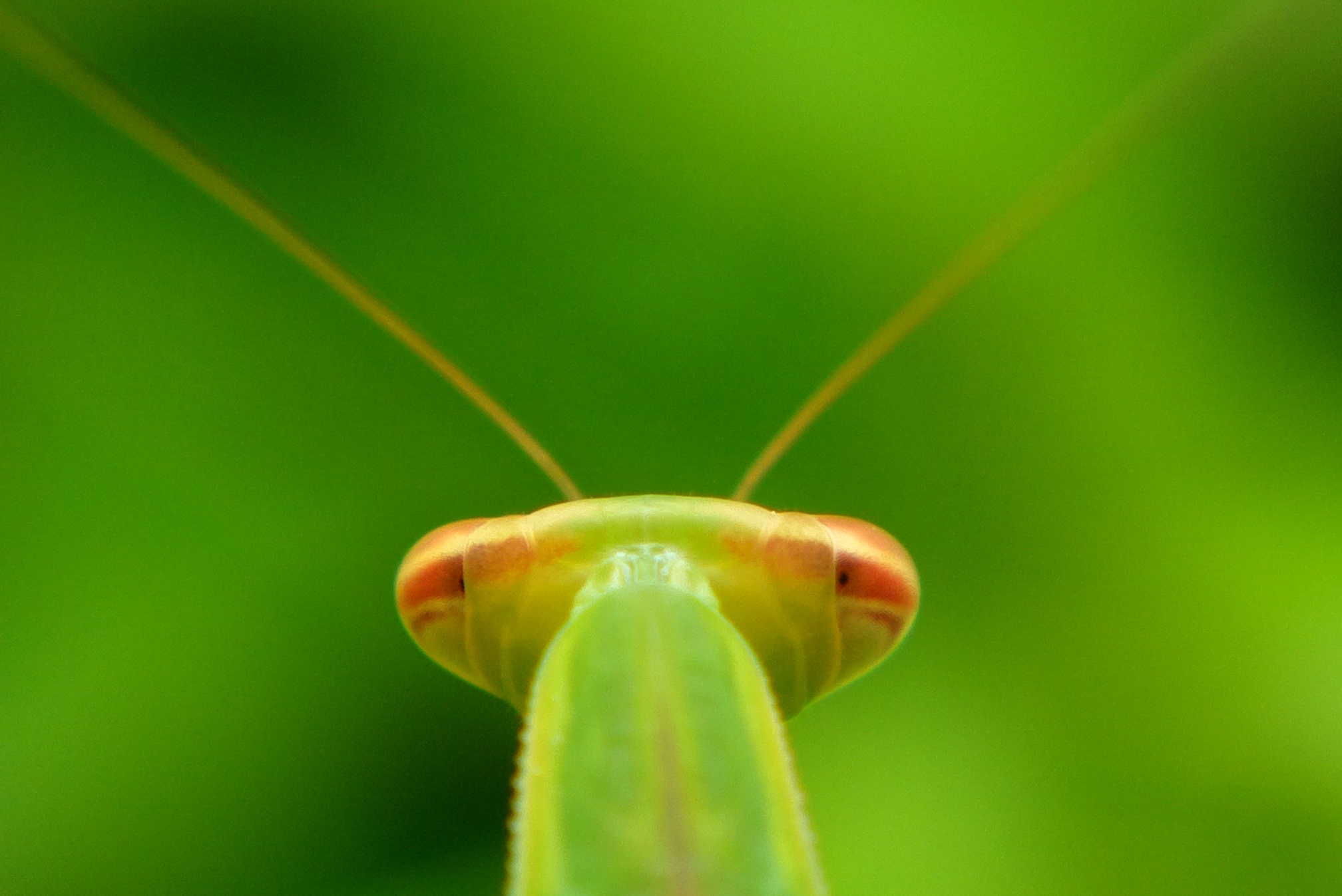 小昆虫大视界—手机镜头里的精灵们