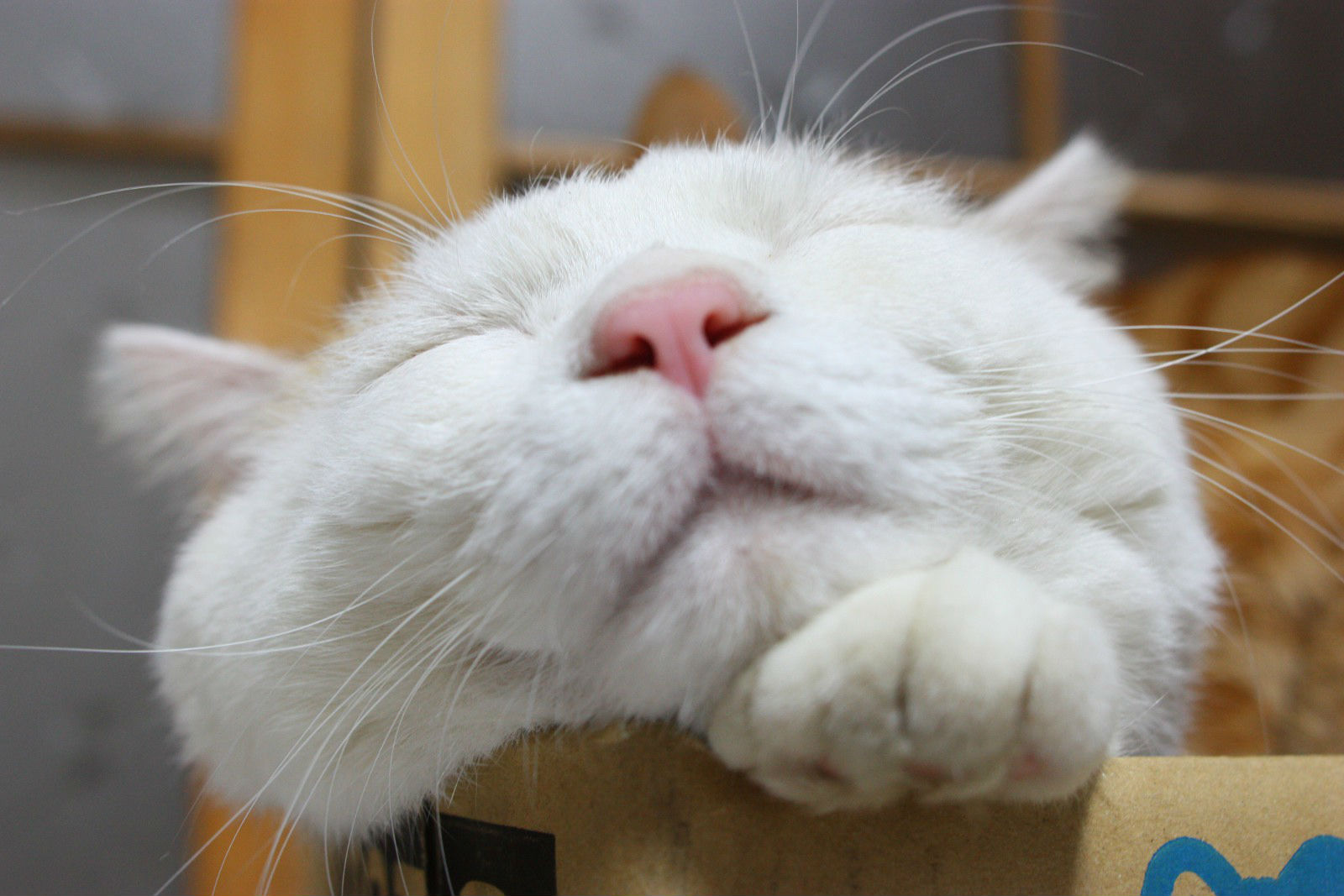 小眼睛白猫表情包图片