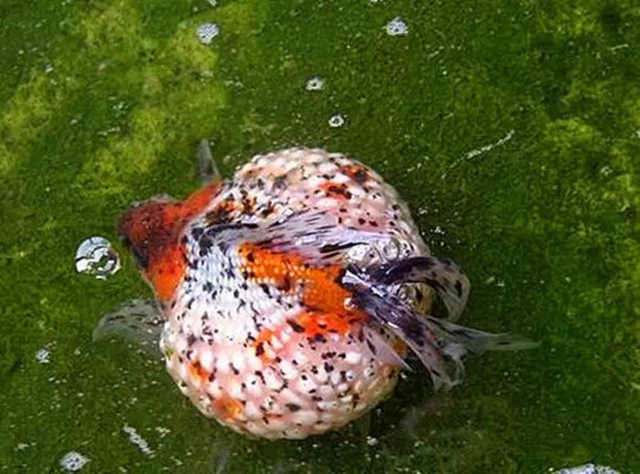 115 五花珍珠.jpg