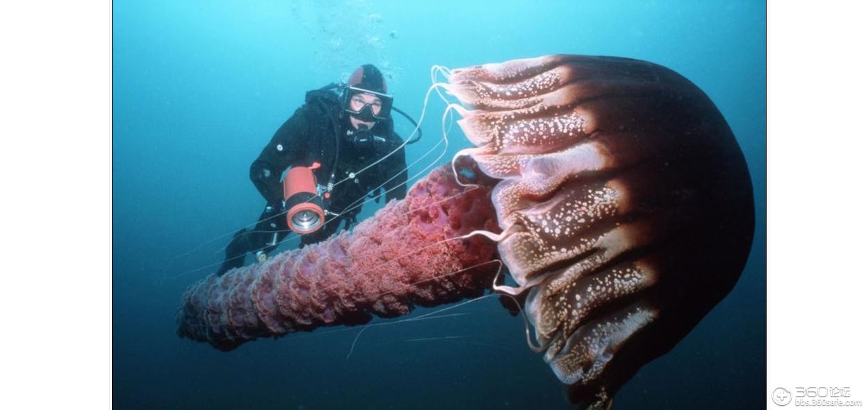大洋深处 罕见巨型生物