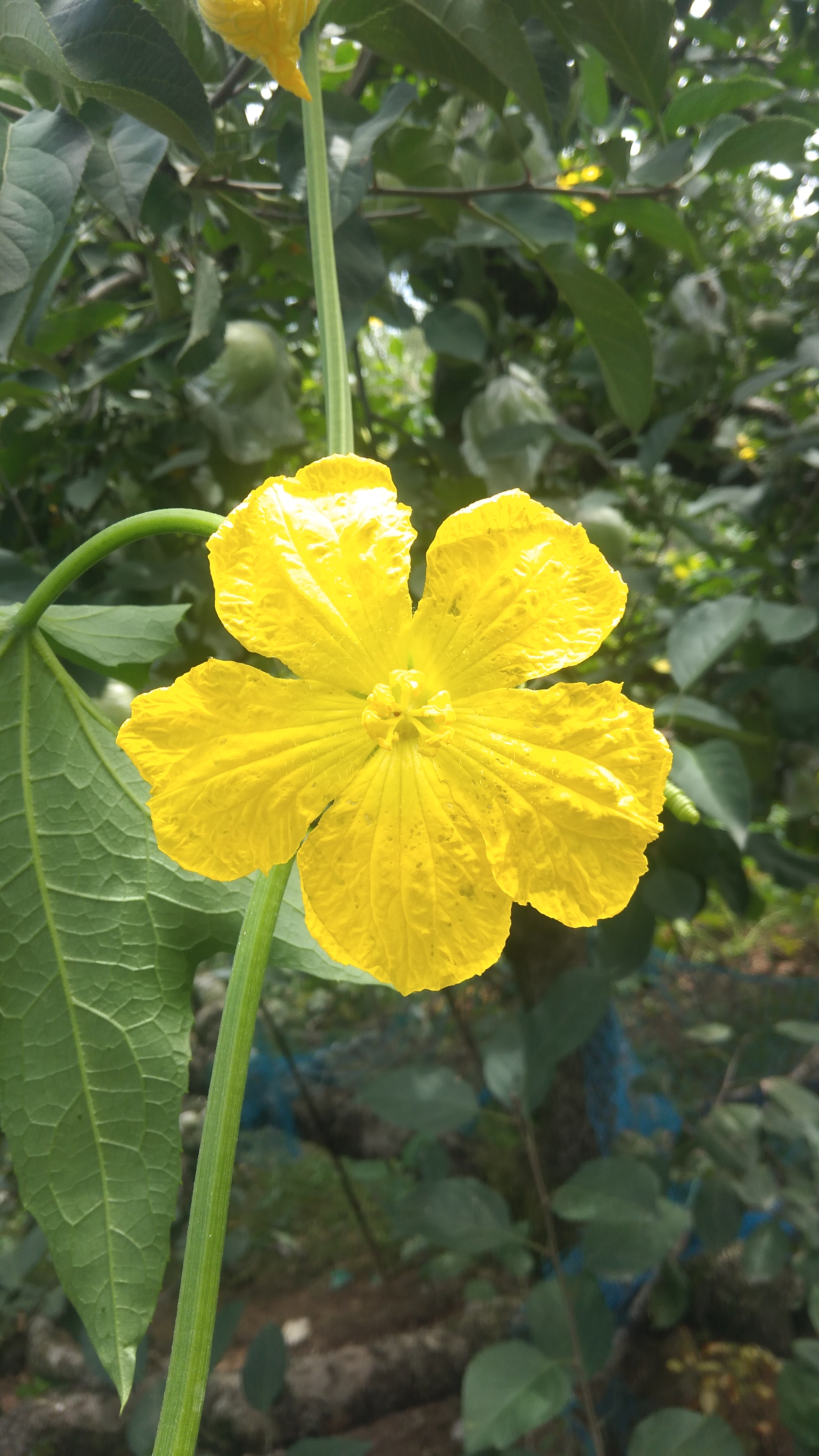 农家小院里的小黄花,开的鲜艳夺目,仿佛像是美丽的花公主,在绽放她的