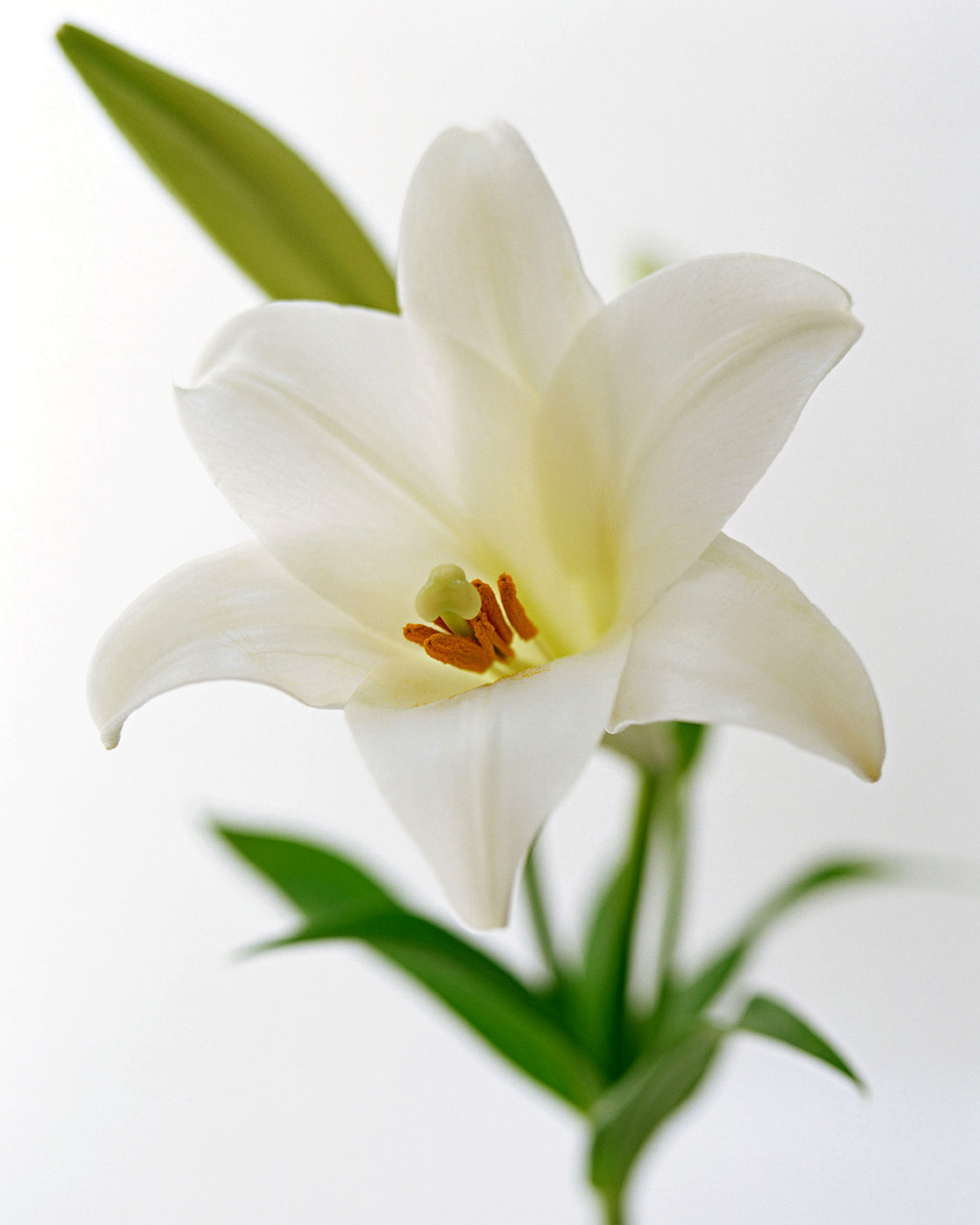 经典花卉 鲜花桌面