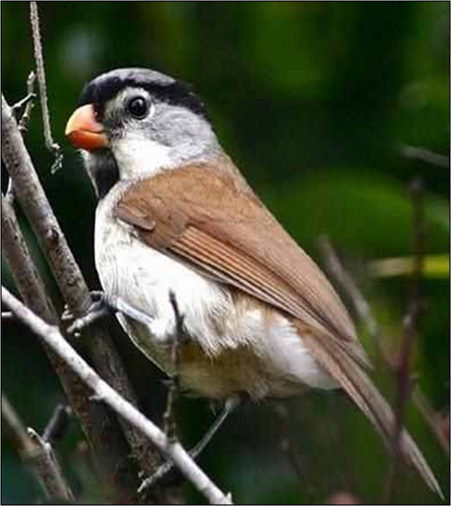 雀形目鸟类图谱 (5)上