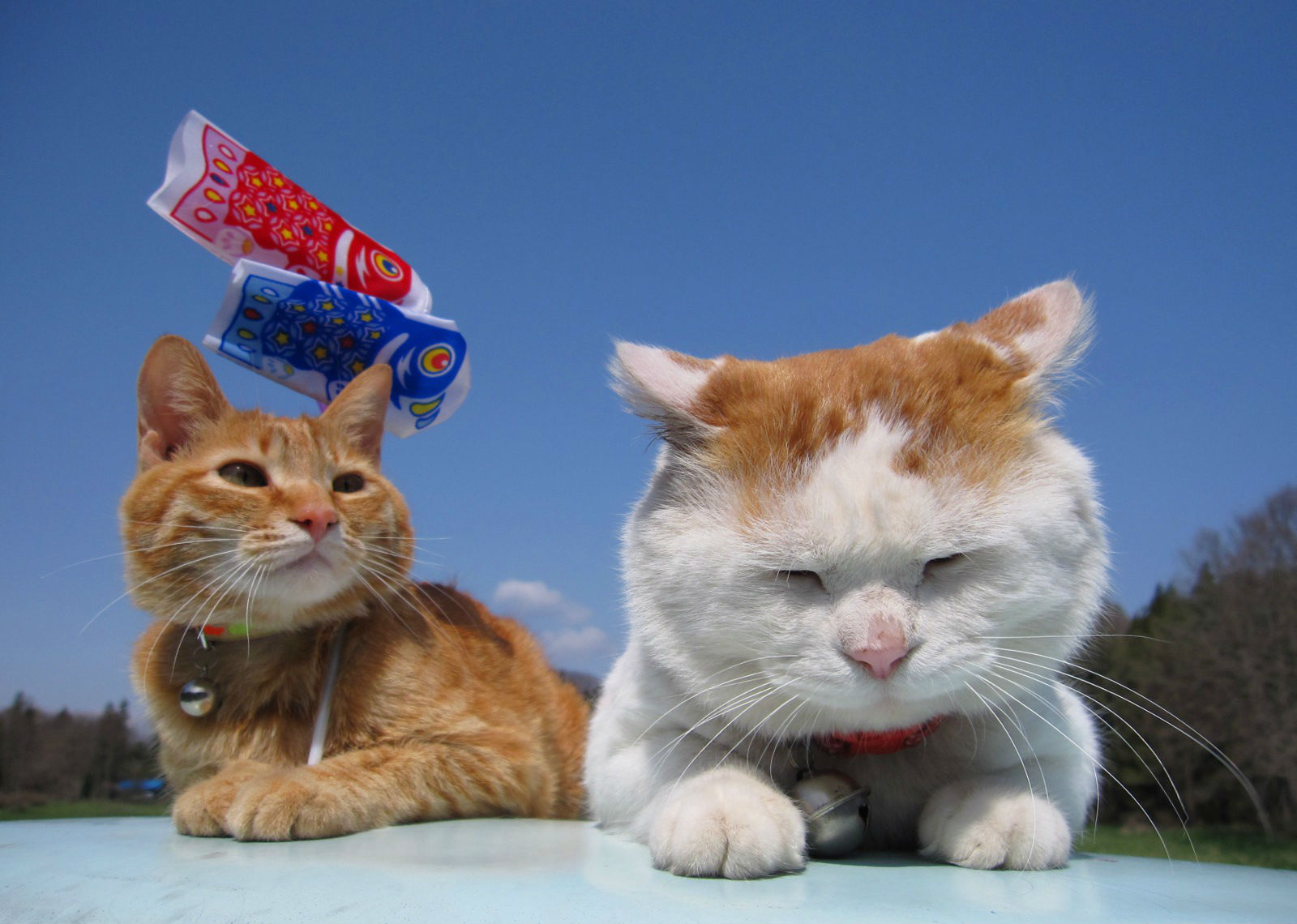 【360资源组】史上最萌的猫咪——猫叔