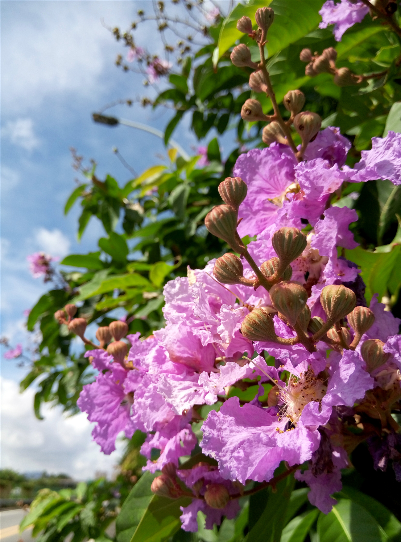 秀拍风清气朗紫薇娇
