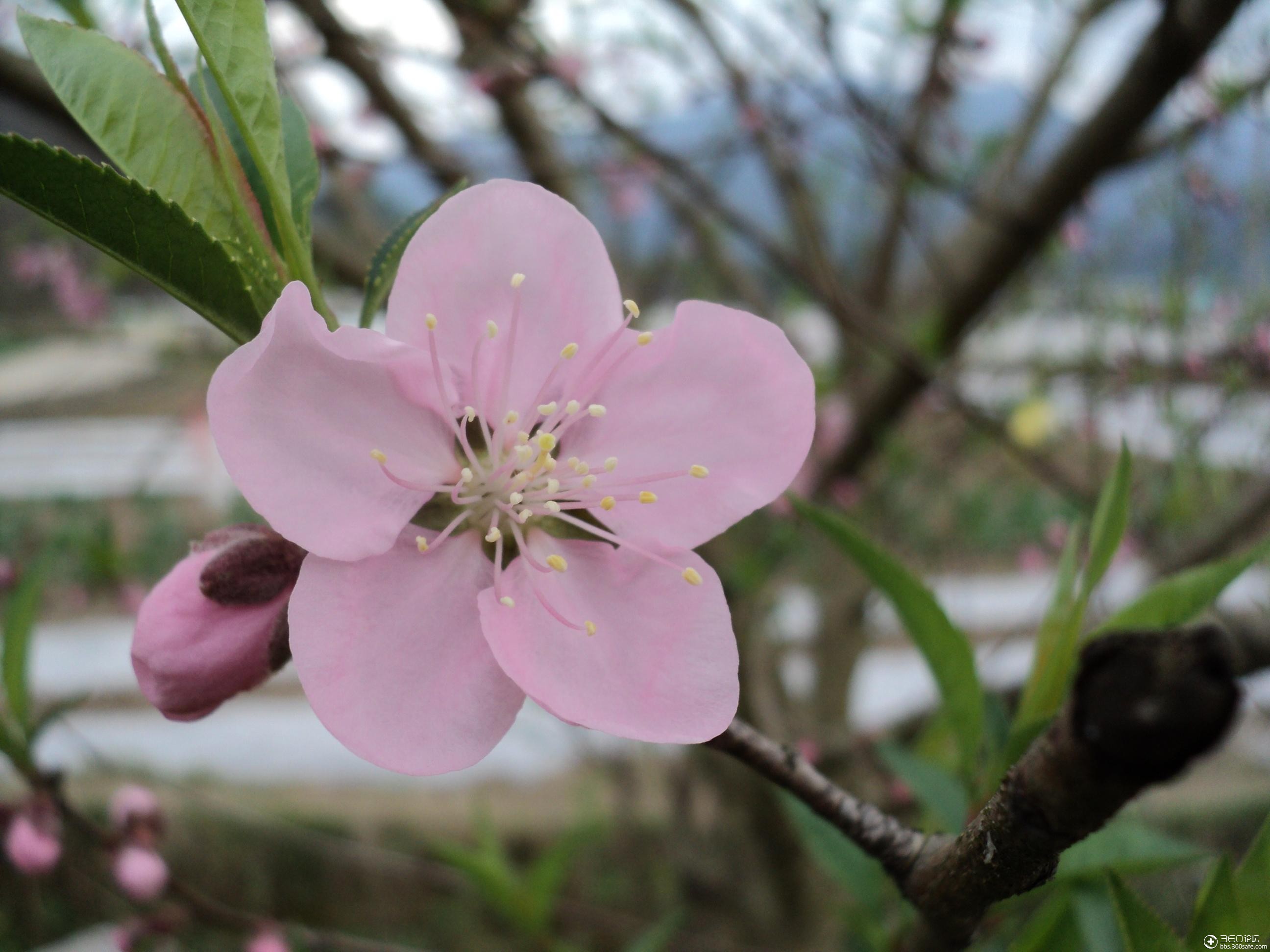 360资源组桃花盛开的姿态妩媚动人