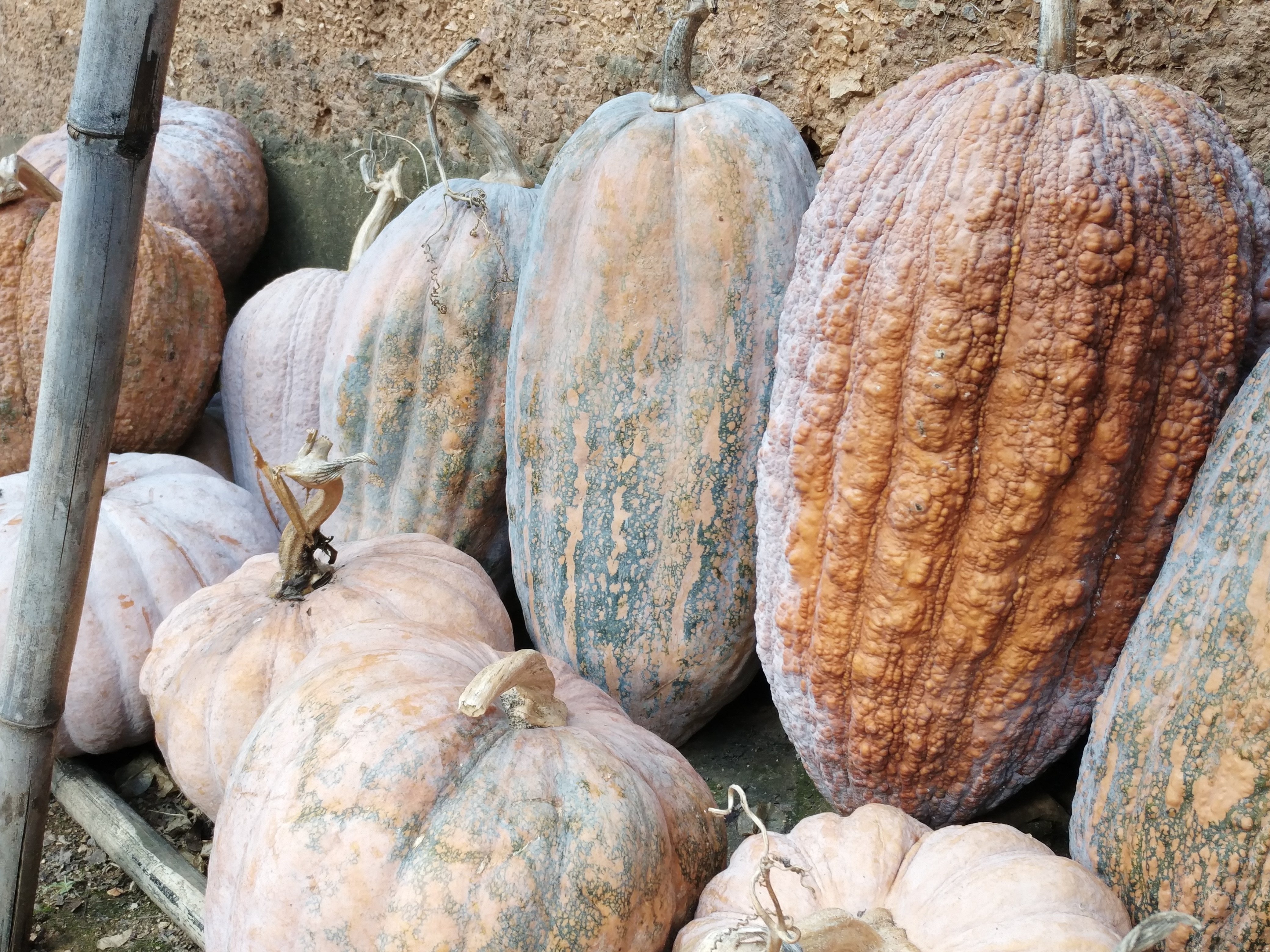 丰收瓜(360q5p手机随拍)