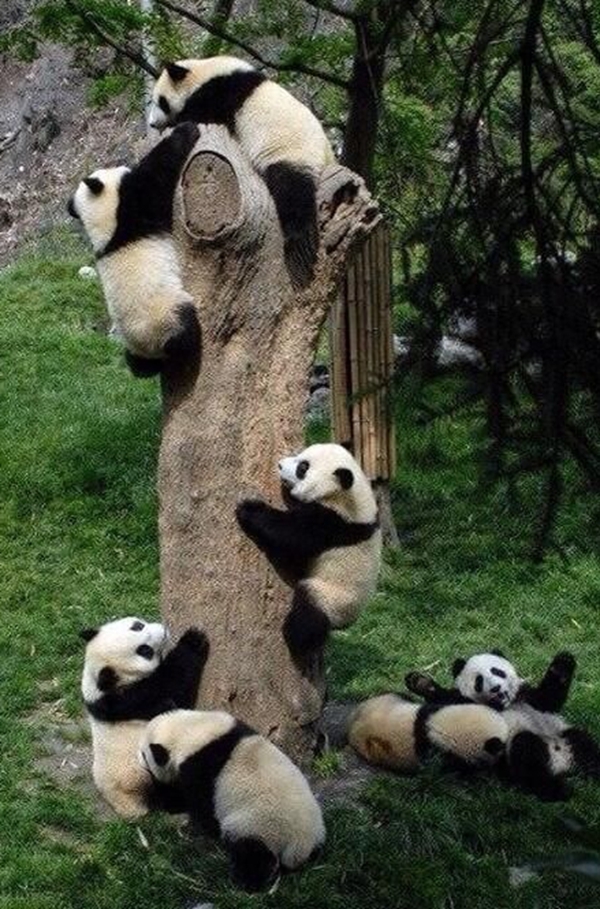 痴呆熊猫图片