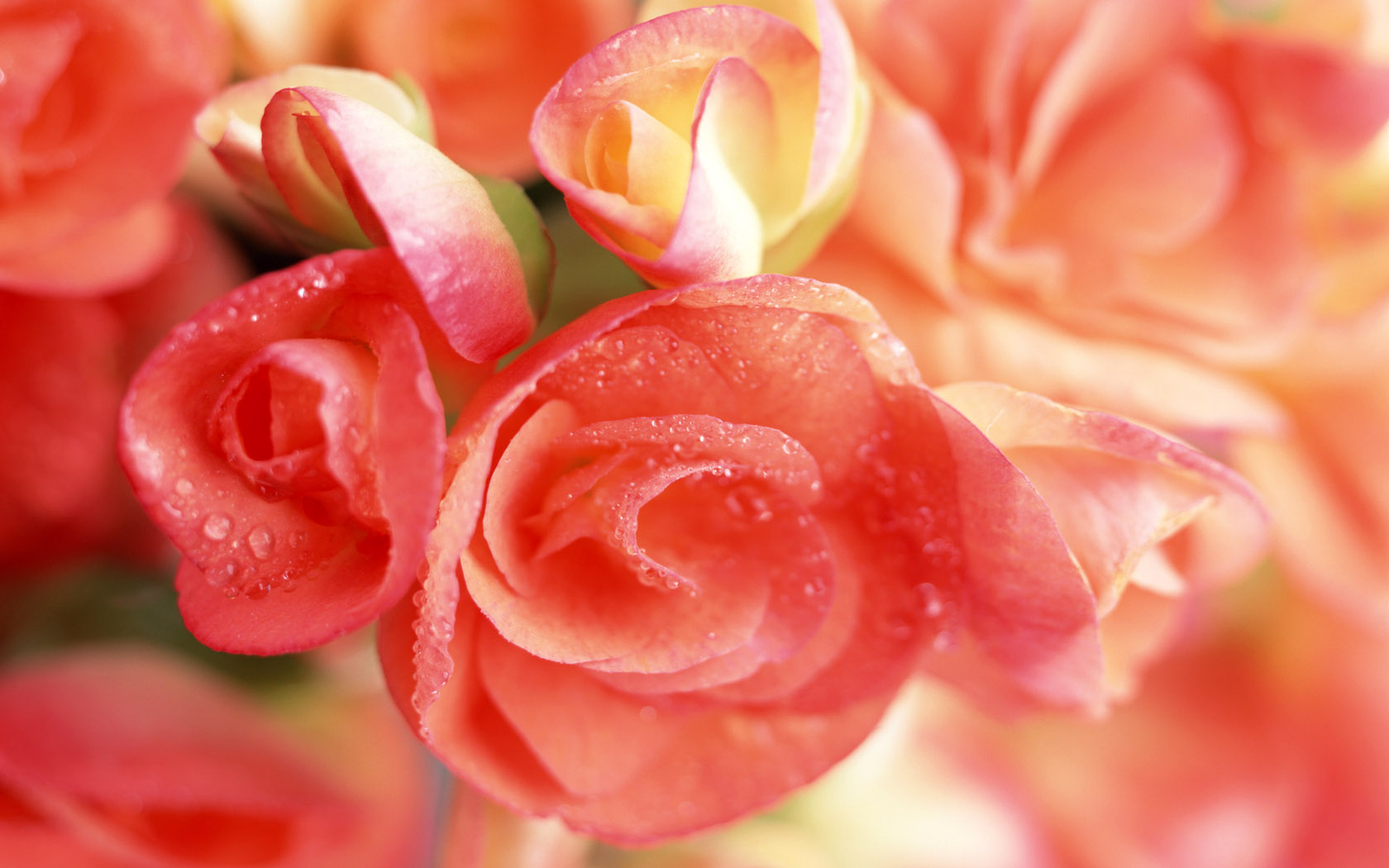 【360资源组】宽屏液晶壁纸 花团锦簇(1)