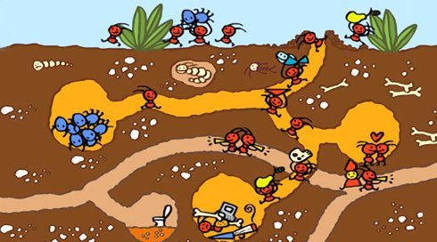 蚂蚁觅食路线图片