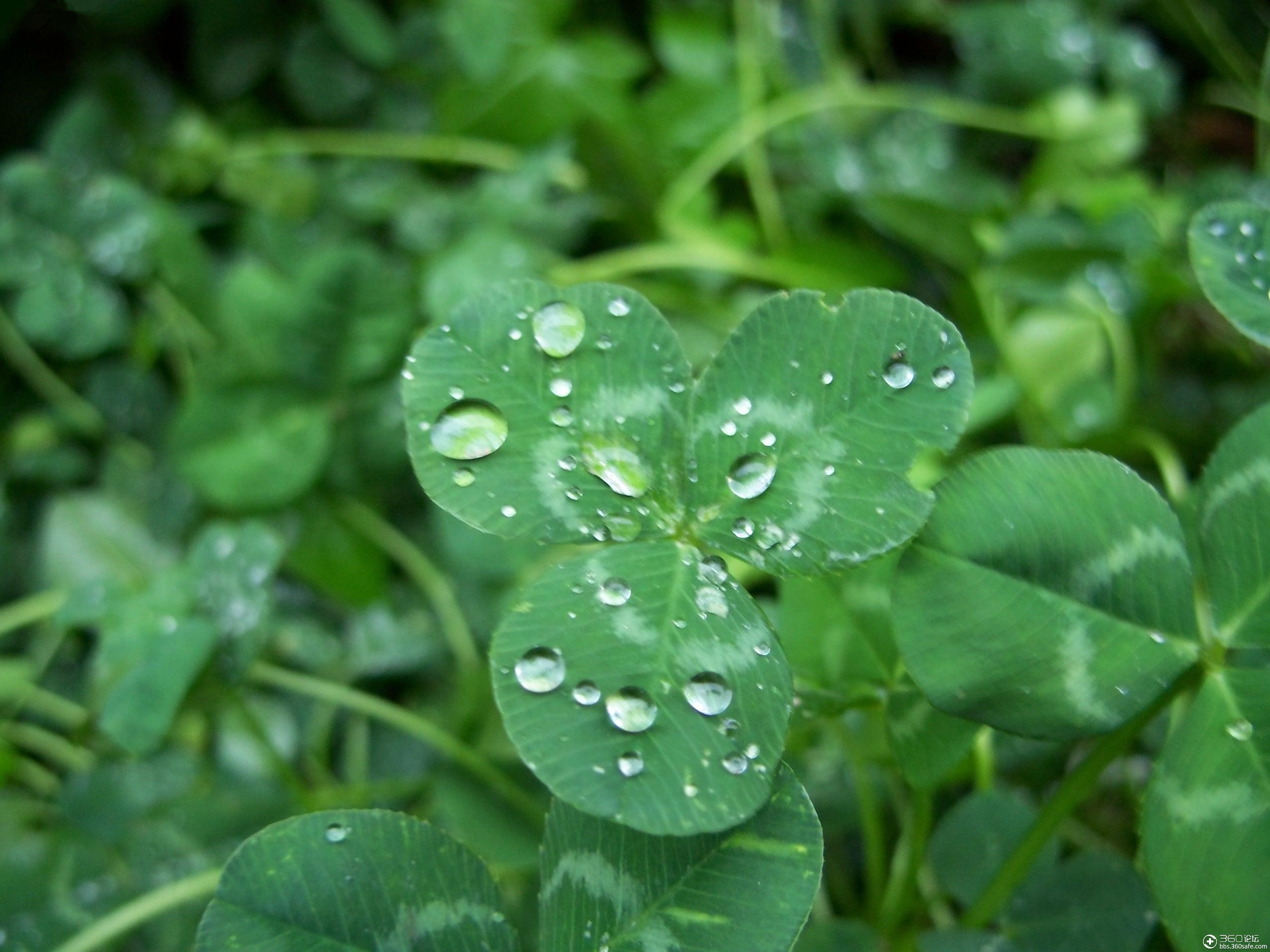 360资源组清晨露珠更加动人