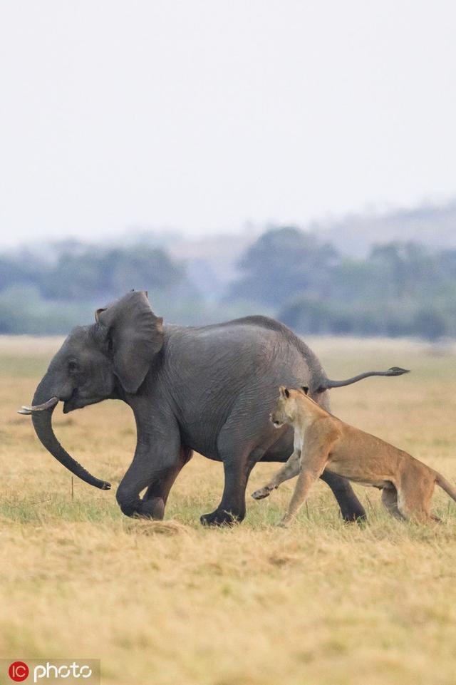 狮子猎食大象