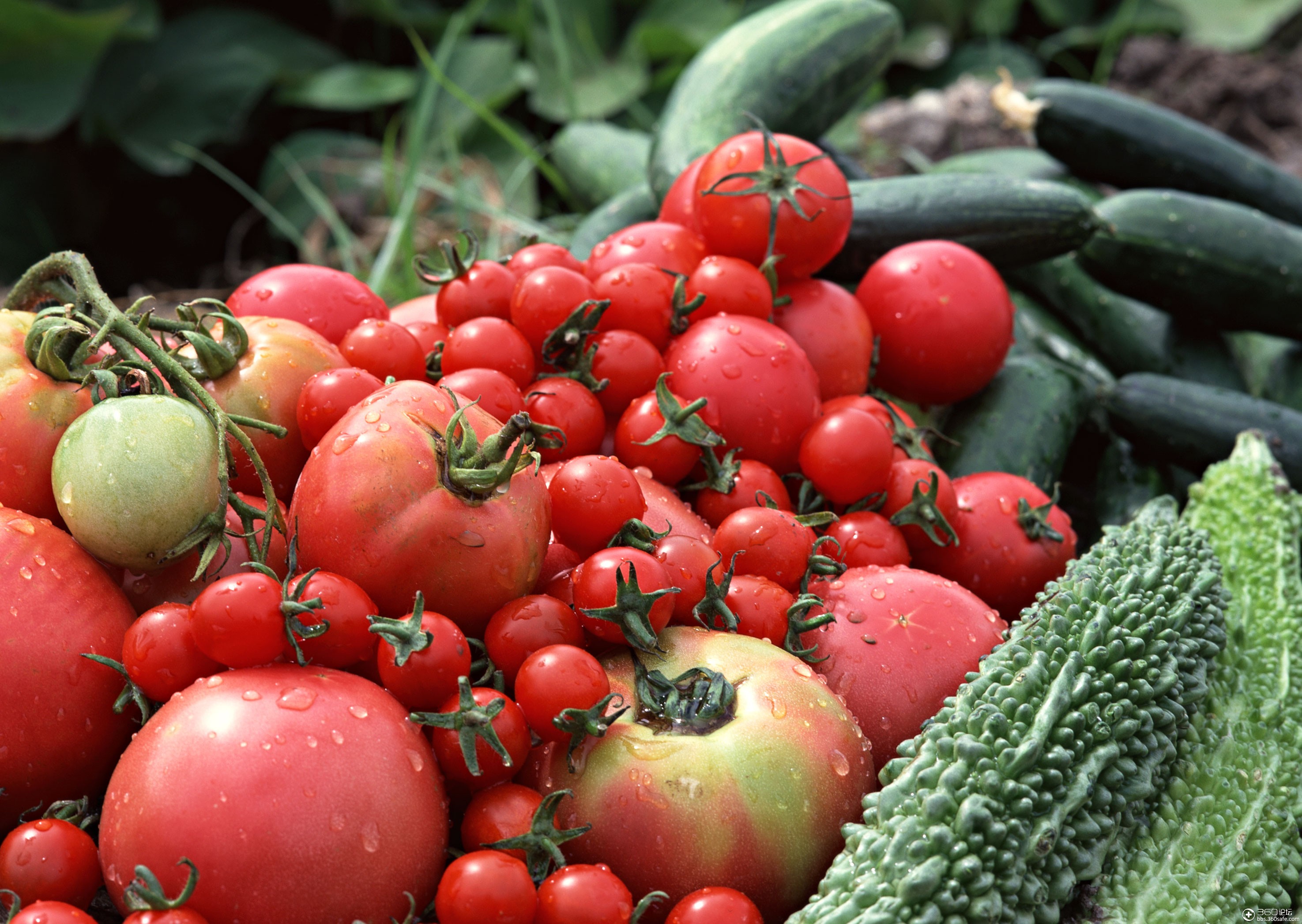 丰收蔬菜_360社区