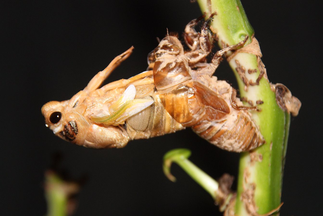 金蝉脱壳_360社区