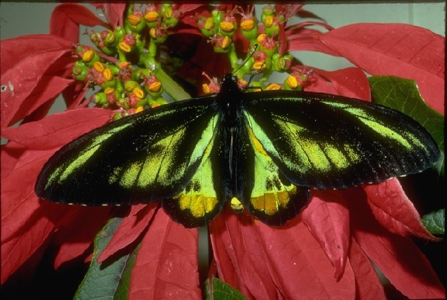 难得一见的巨大动物——亚历山大鸟翼凤蝶