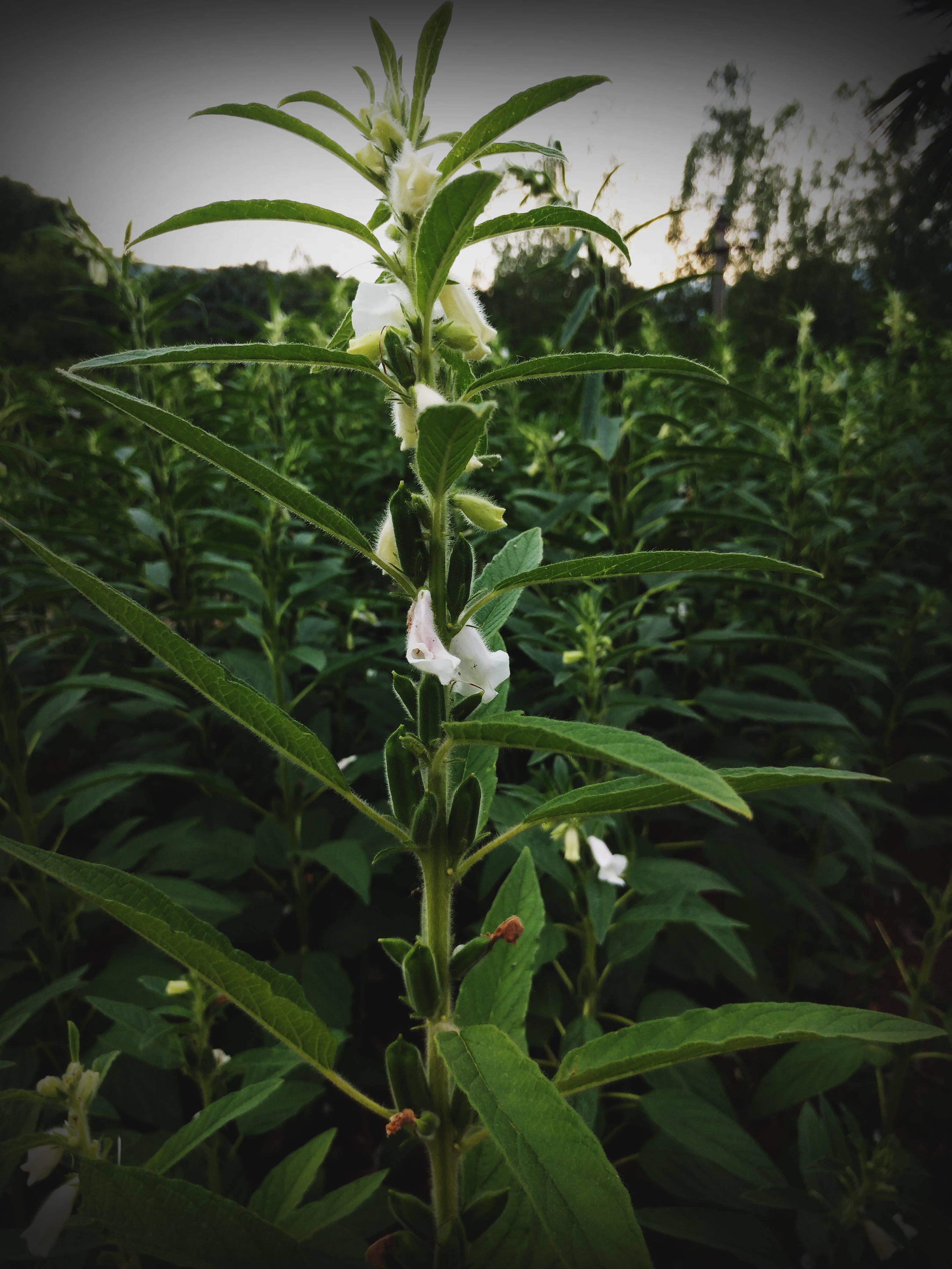 芝麻開花節節高