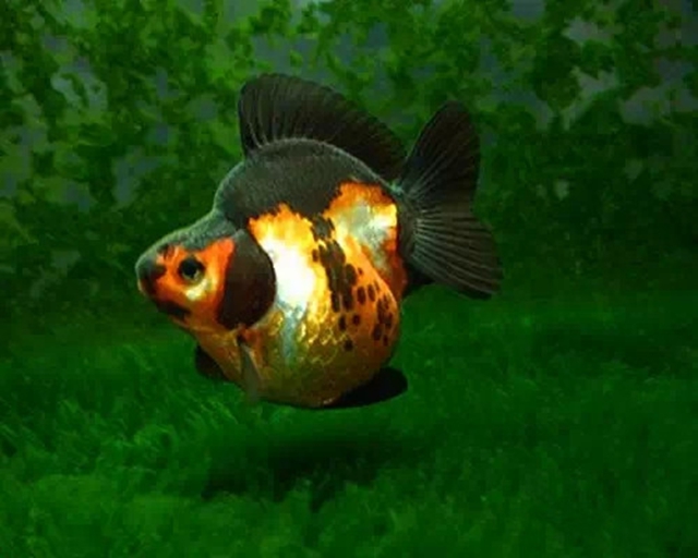 159 三色短尾琉金.jpg