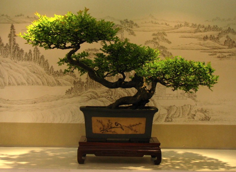 中国优秀传统艺术之盆景(七)_360社区