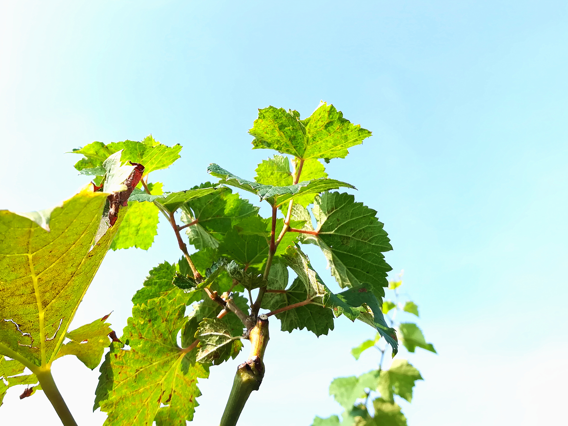 夏天】一起去摘葡提子呢