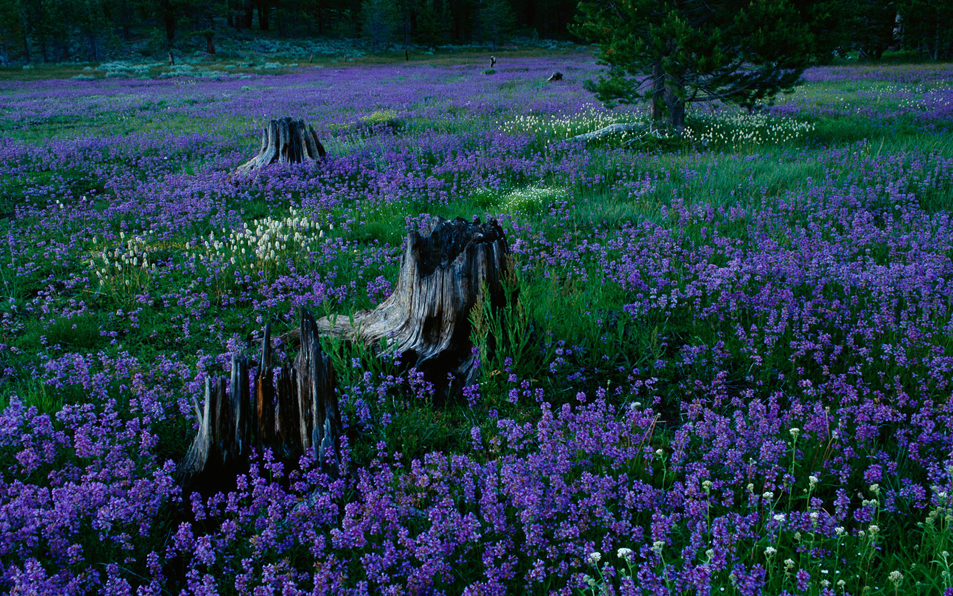 360资源组风中的旋律薰衣草田宽屏壁纸31p