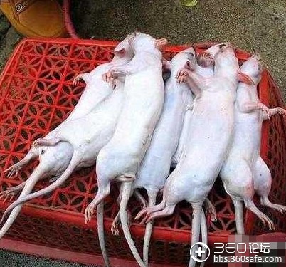 你吃的是羊肉也可能是老鼠肉