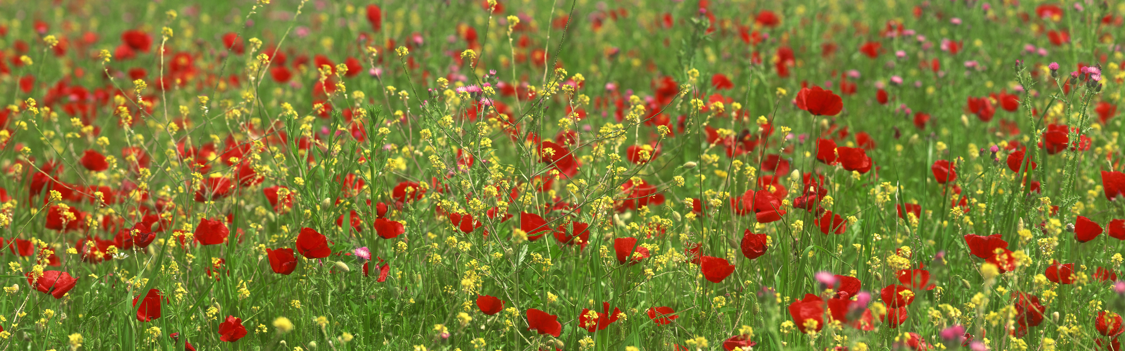 雙屏花卉壁紙3200x1200_【40p55m】附雲盤下載地址