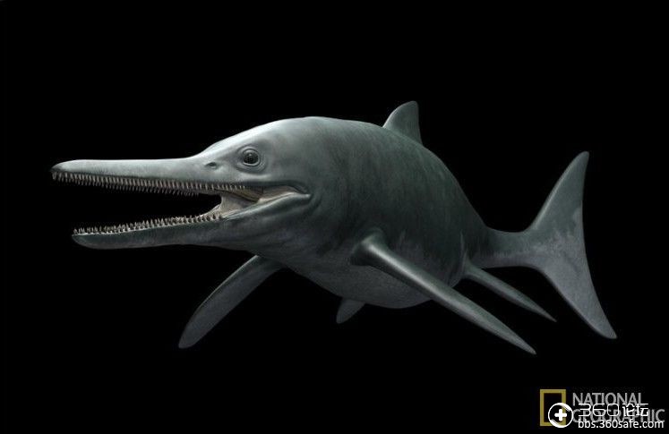 远古魅力——鱼龙