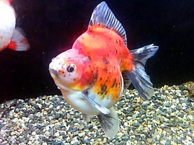 160 三色短尾琉金.jpg