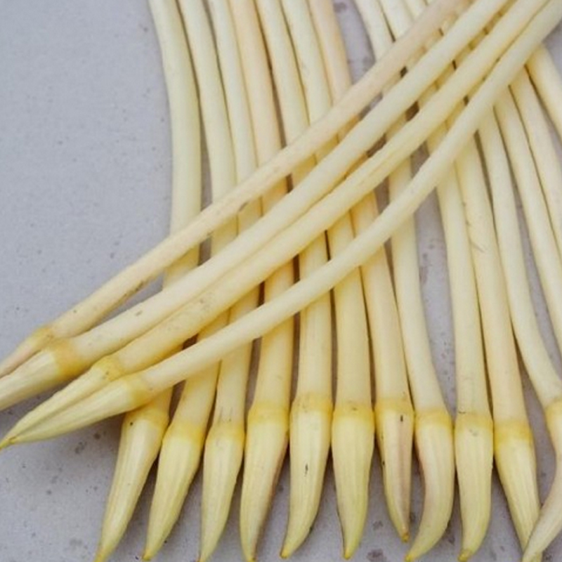 小暑小暑,该食藕时就食藕