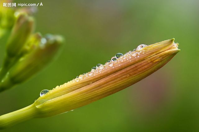 黃花菜